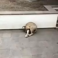 Way bigger