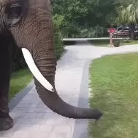 I wish I was the elephant