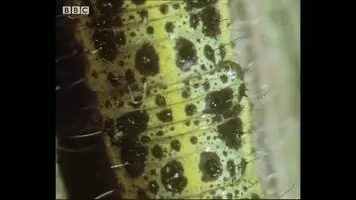 Parasitic wasps emerging out of a caterpillar