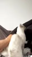 Pancake boob