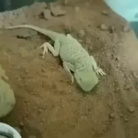 ConfusedWetness