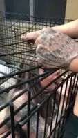 Karma RX Blowjob on r/verticalpornstars
