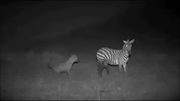 A severely wounded zebra attempts to defend itself from a hyena