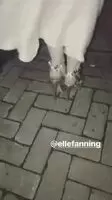 Elle Fanning wants you to take out your dick and enjoy her ass